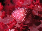 Soft Coral Cowri